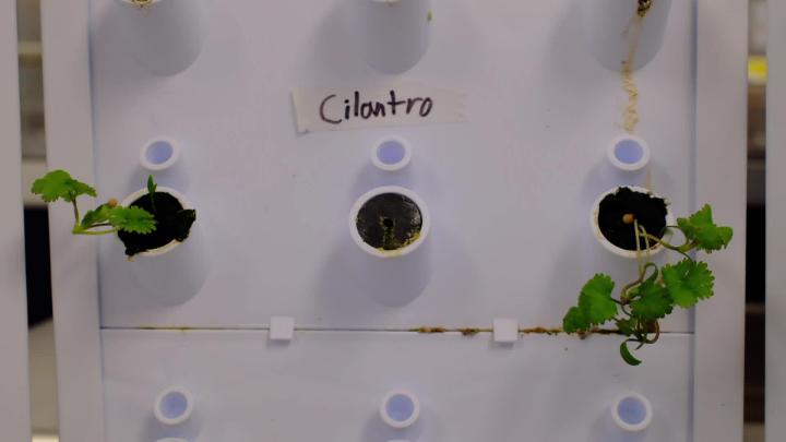 Image pulled for story about hydrophonic lessons